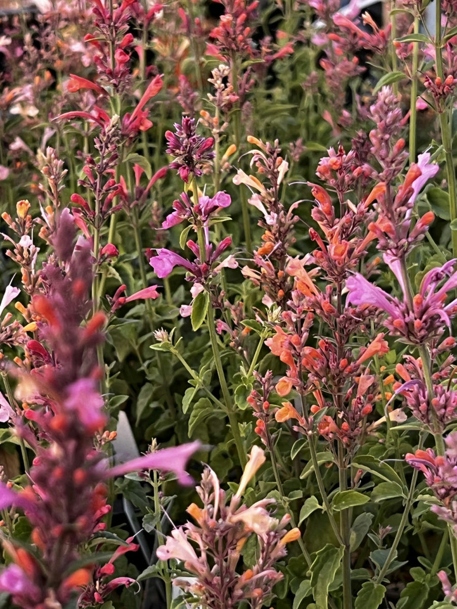 Agastache fragrant