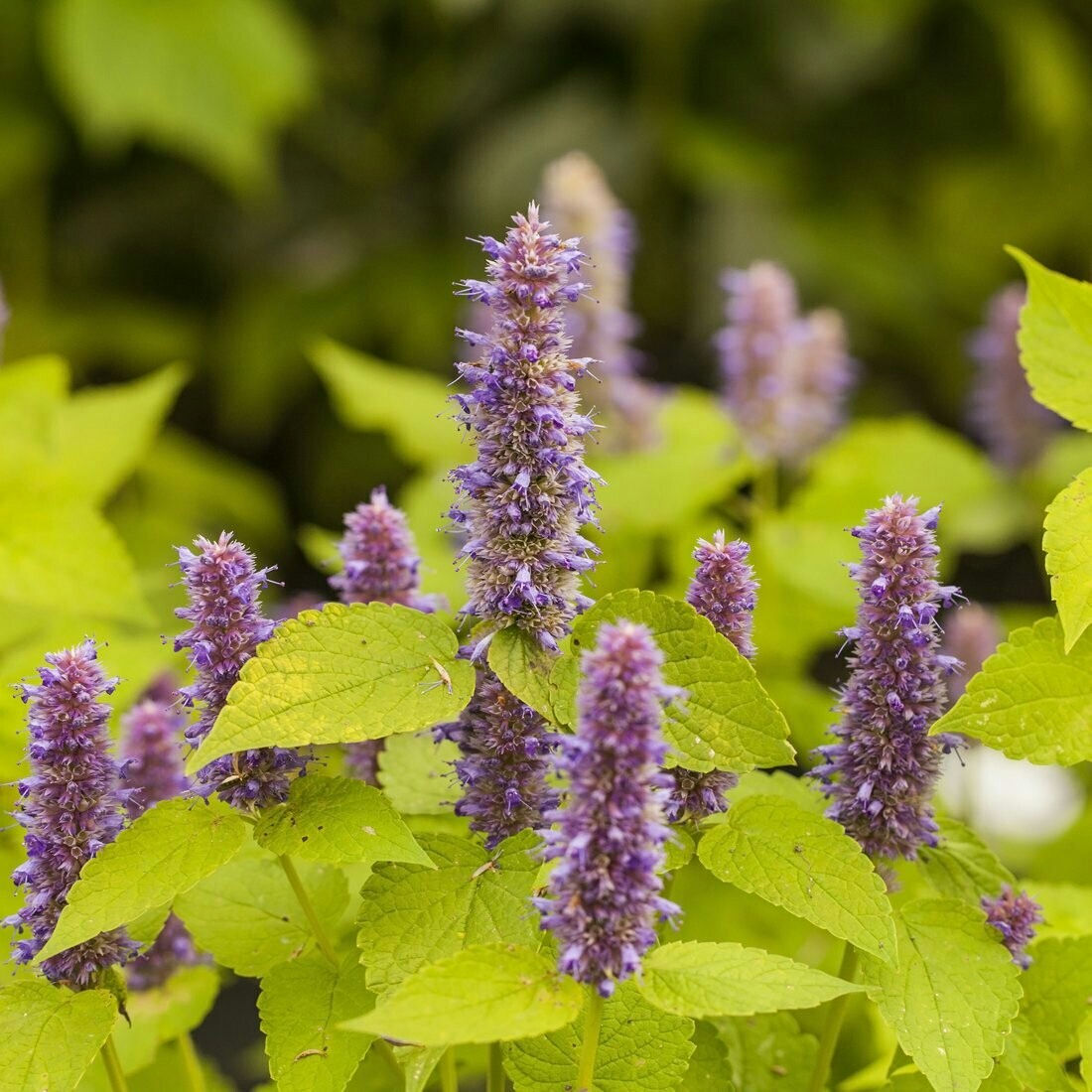 Agastache dorée 'Golden Jubilee'