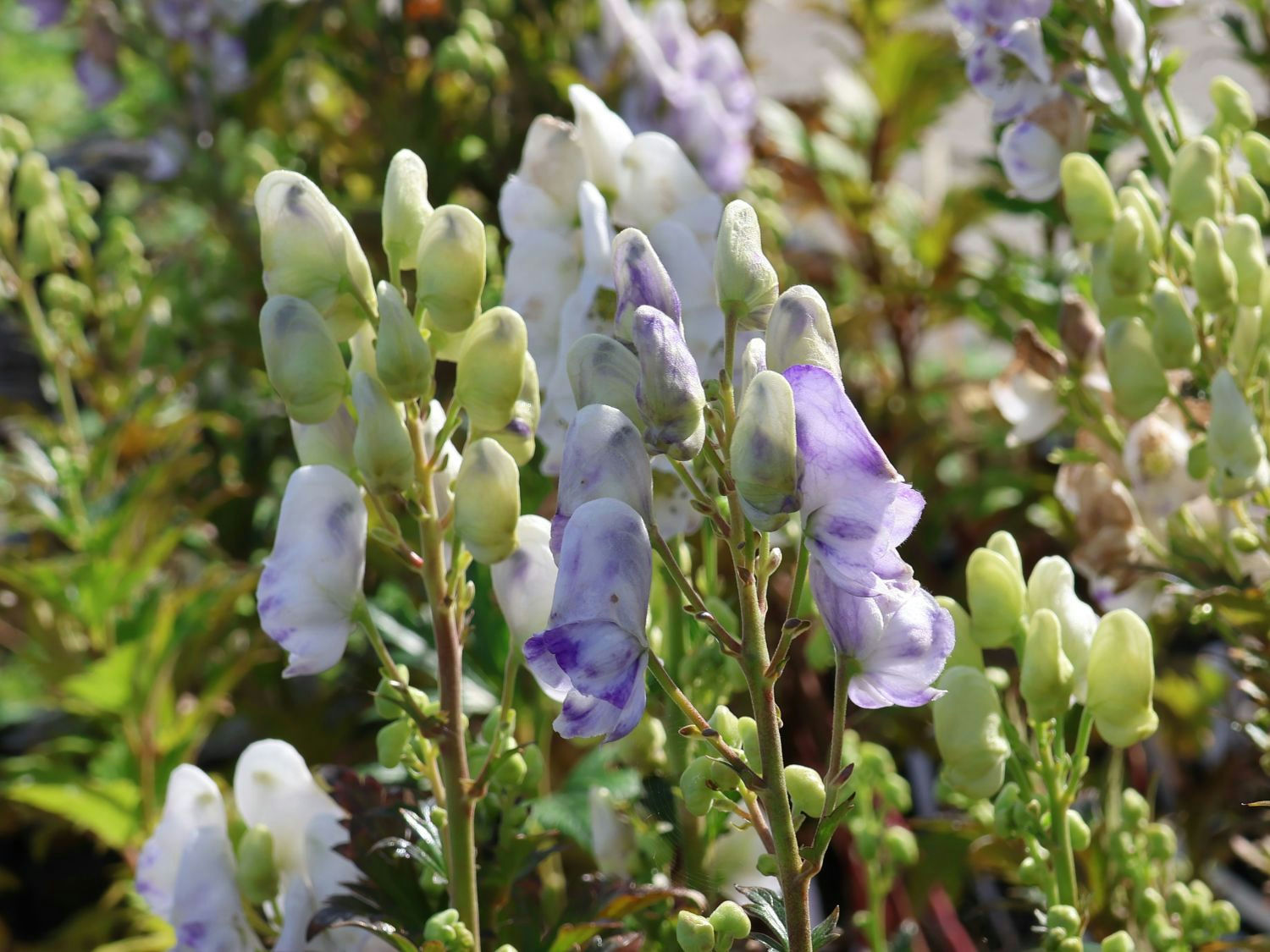 Aconite 'Cloudy'