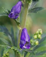 Aconite 'Arendsi'