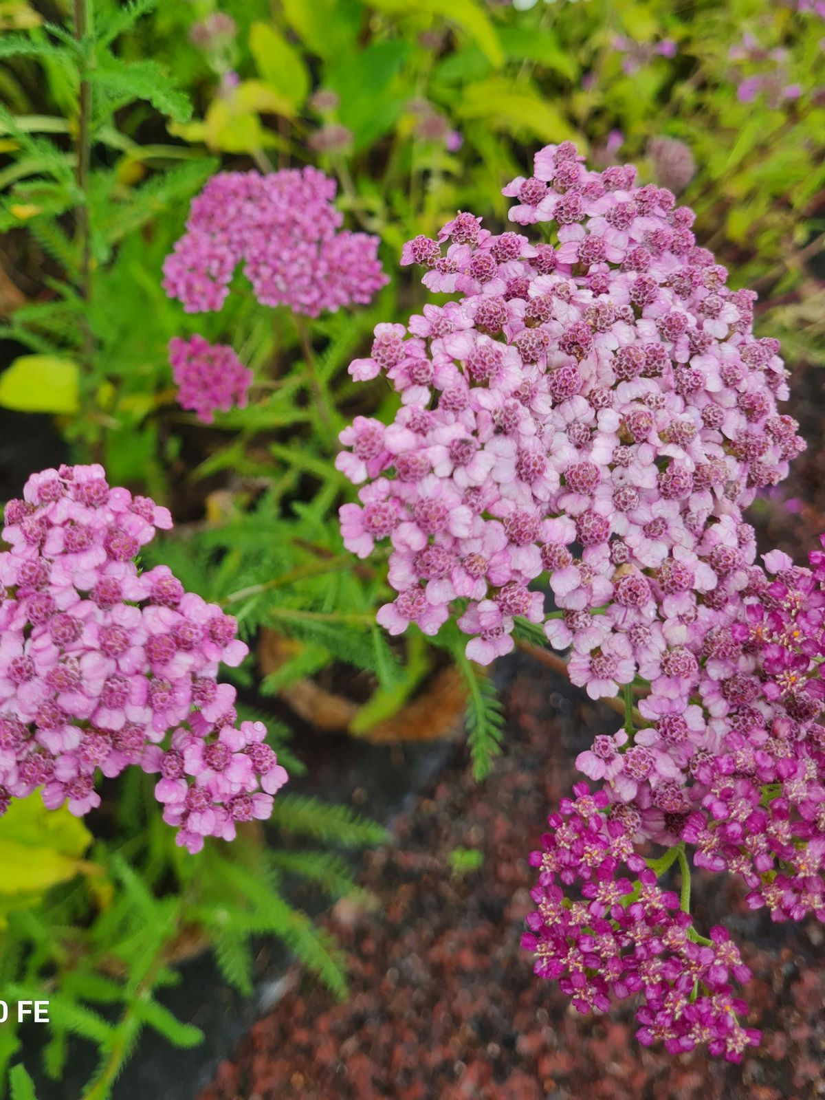 Achillée millefeuille 'Cérise Queen'