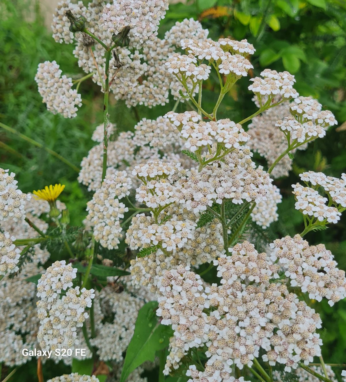 Achillée millefeuille