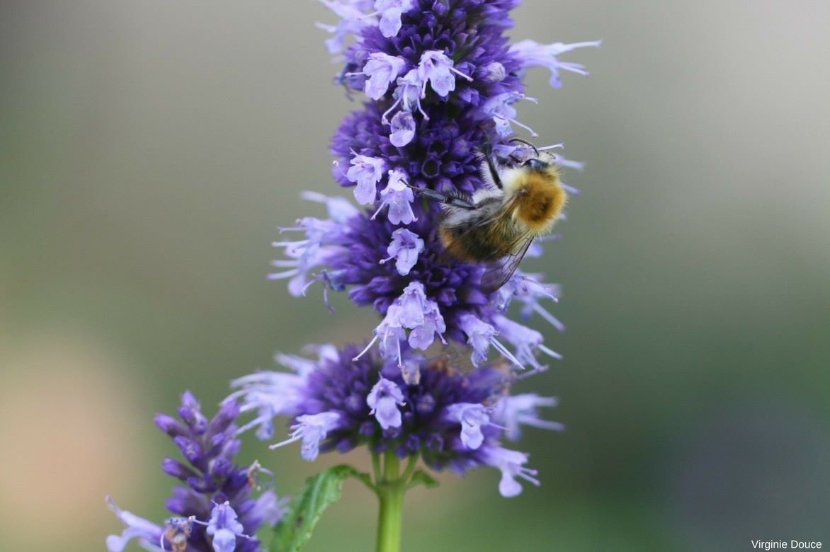 Agastache fenouil