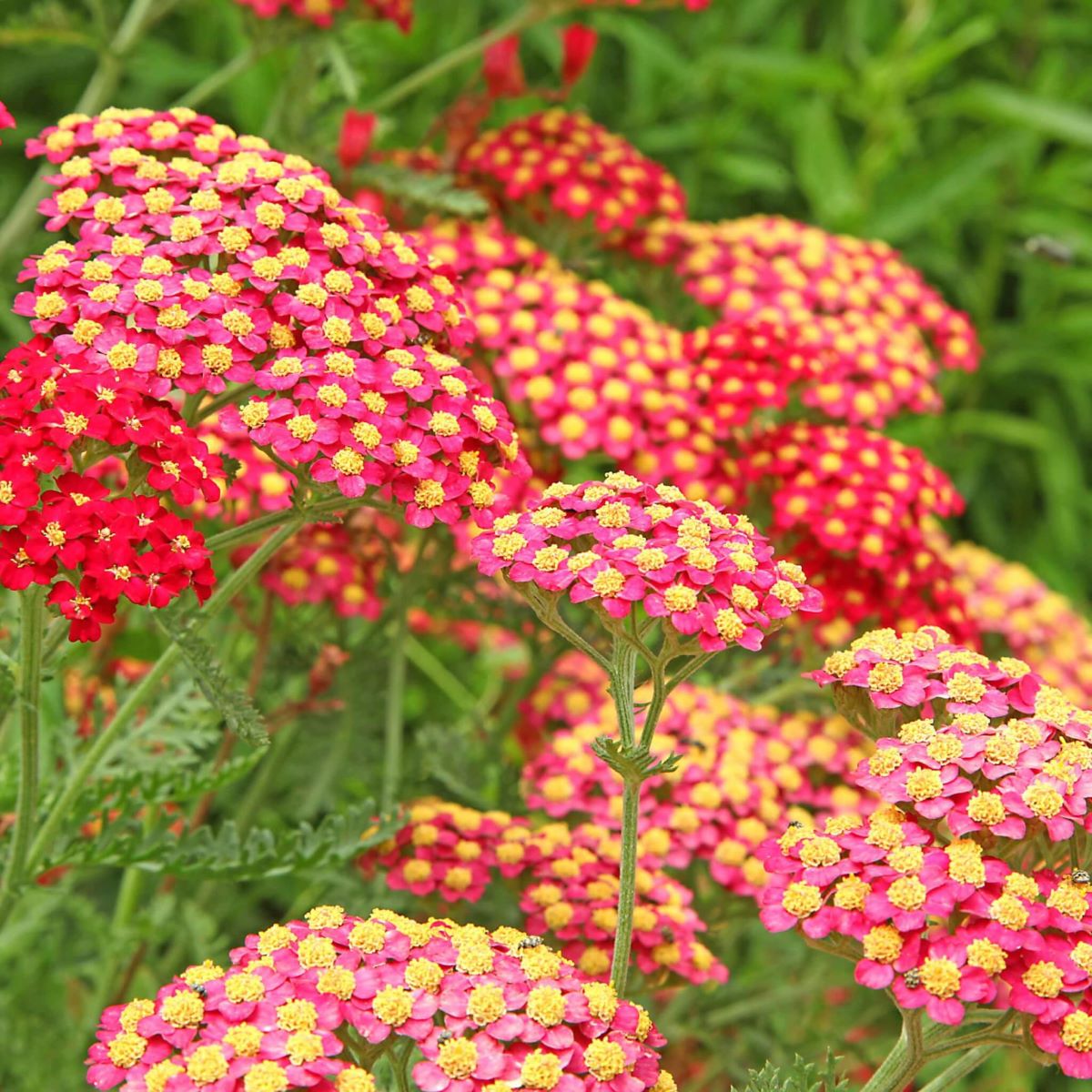 Achillée millefeuille 'Paprika'